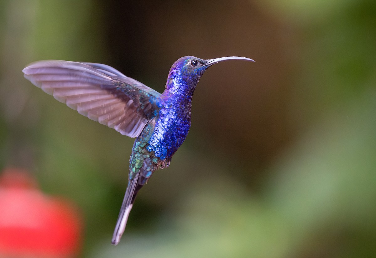 Violet Sabrewing - Forest Botial-Jarvis