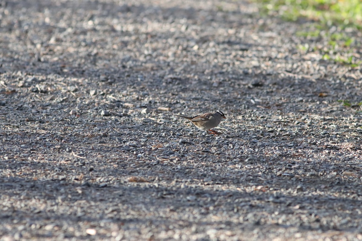 White-crowned Sparrow - David Currie