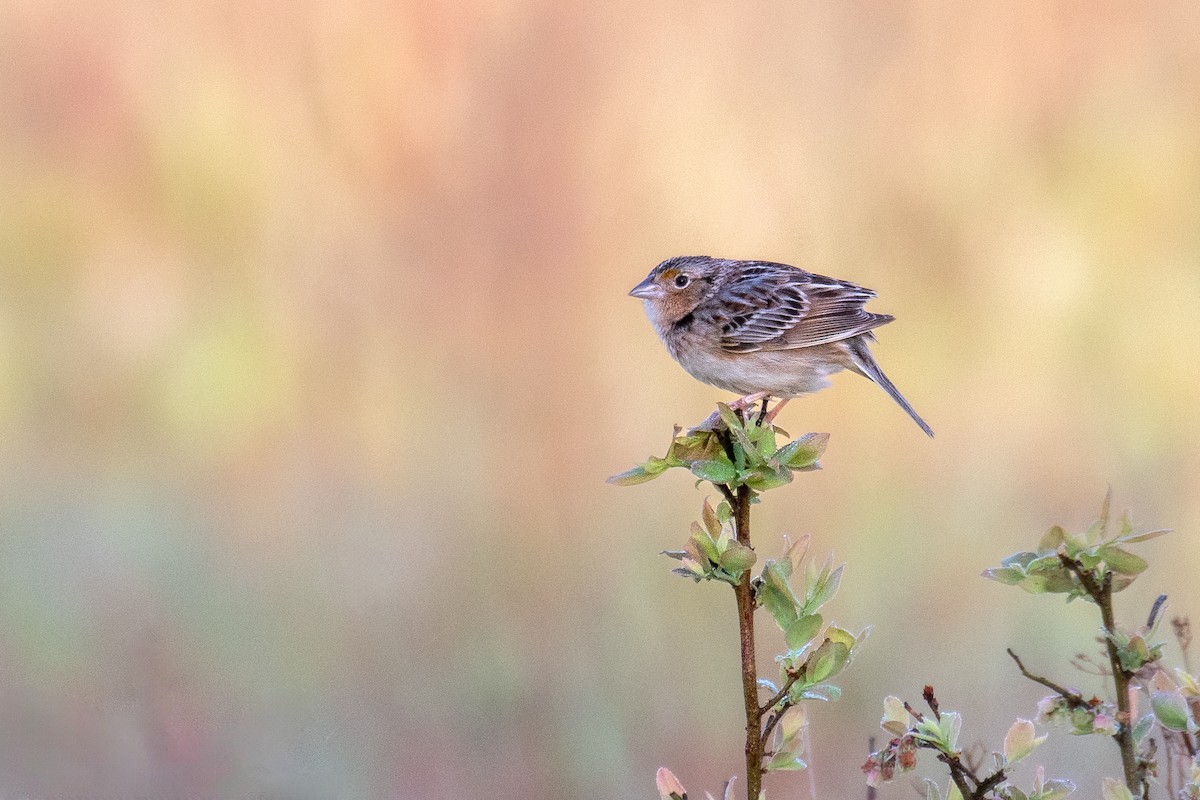 Grasshopper Sparrow - Jay Rand