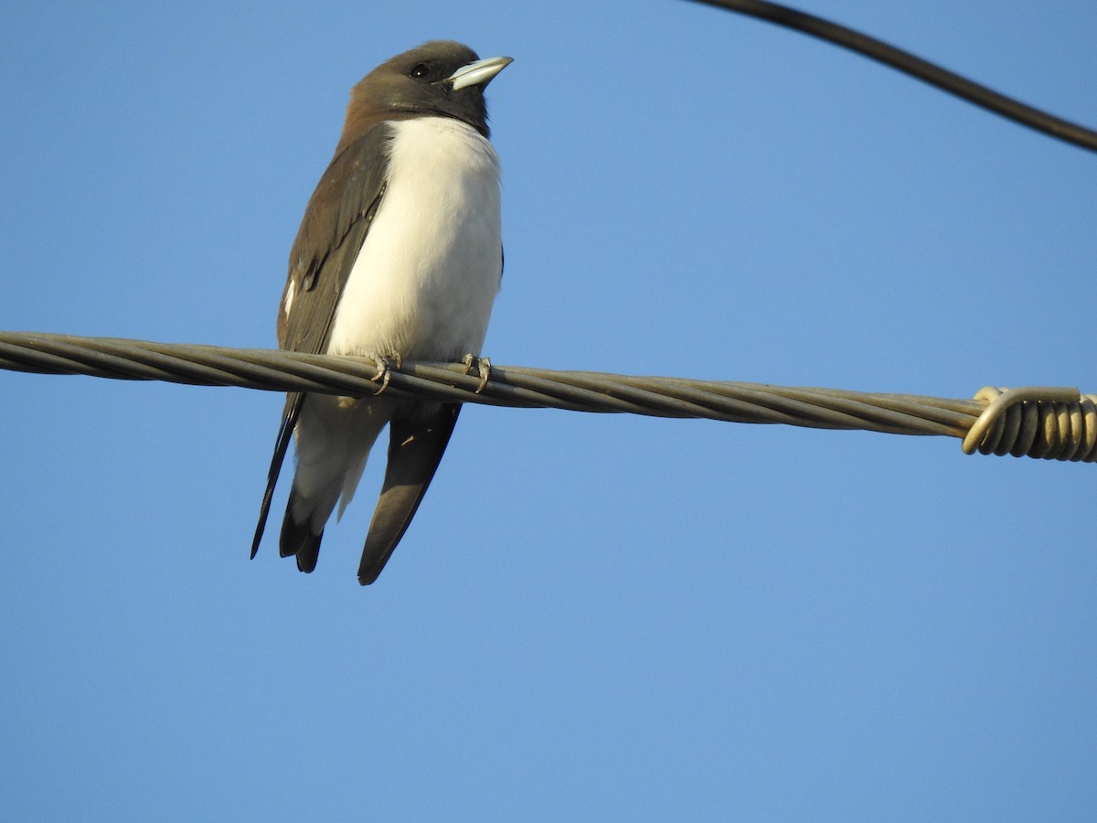 White-breasted Woodswallow - Monica Mesch