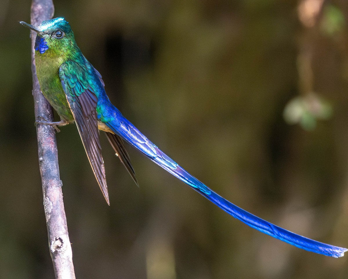 Violet-tailed Sylph - Richard Thunen