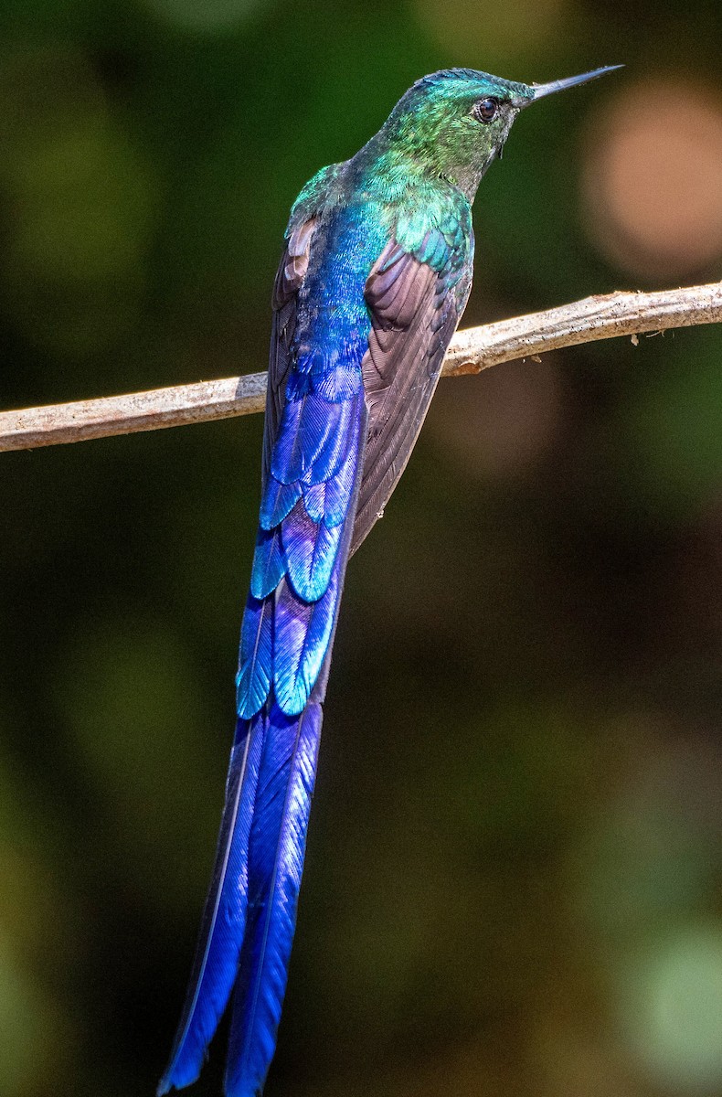 Violet-tailed Sylph - Richard Thunen