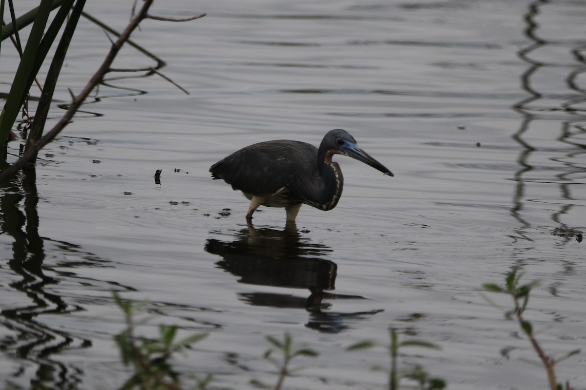 Tricolored Heron - Stephanie  Wallace