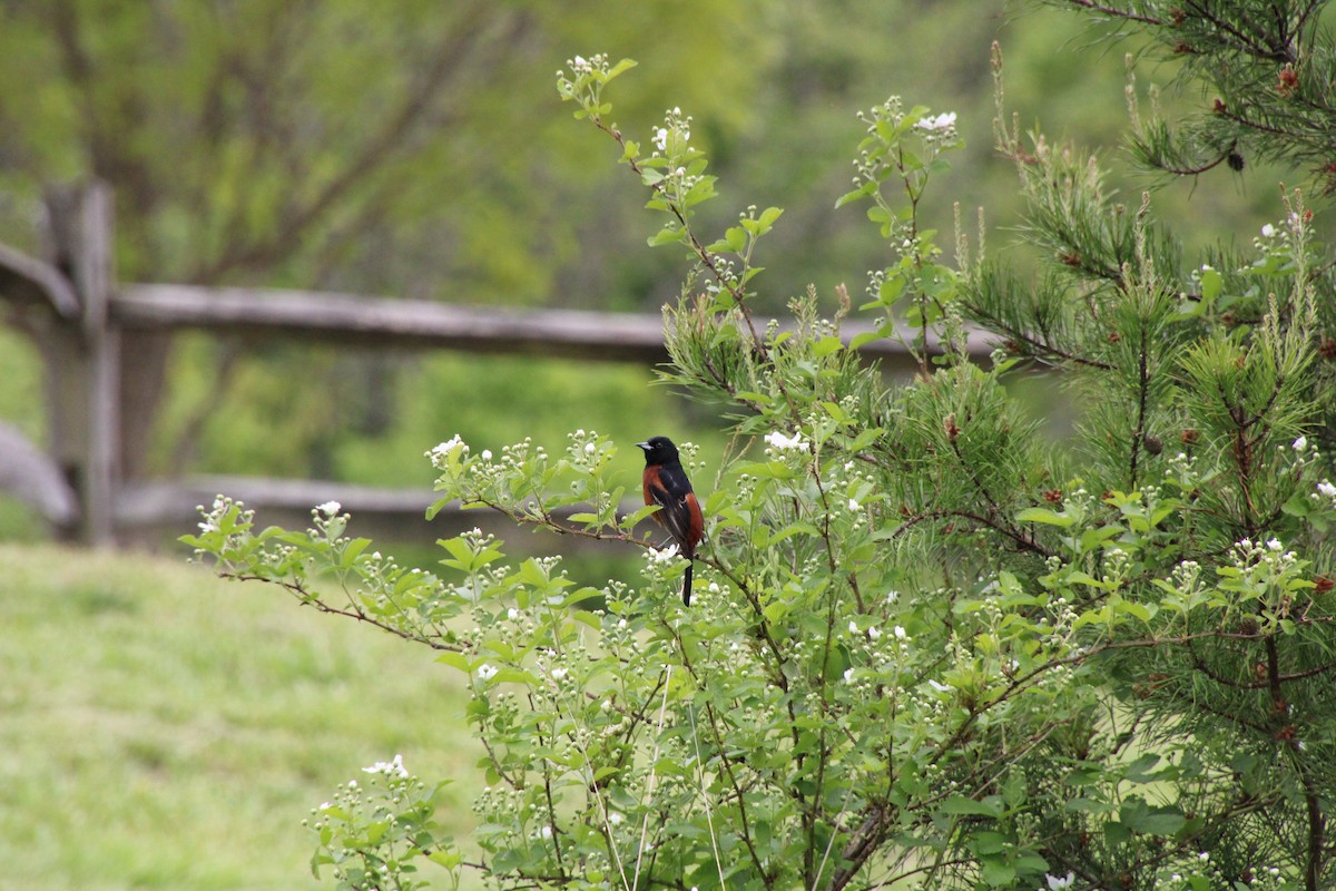 Orchard Oriole - ML619047649