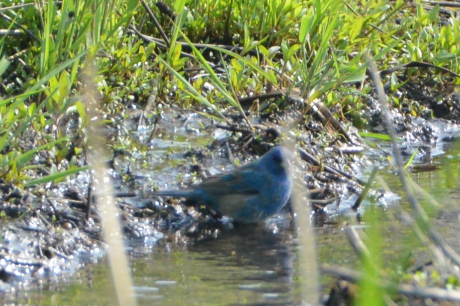 Indigo Bunting - Victor Webber