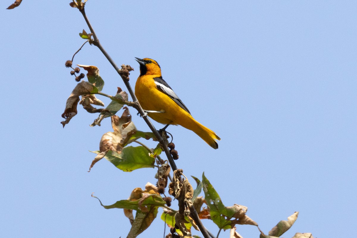 Bullock's Oriole - Scott Marnoy