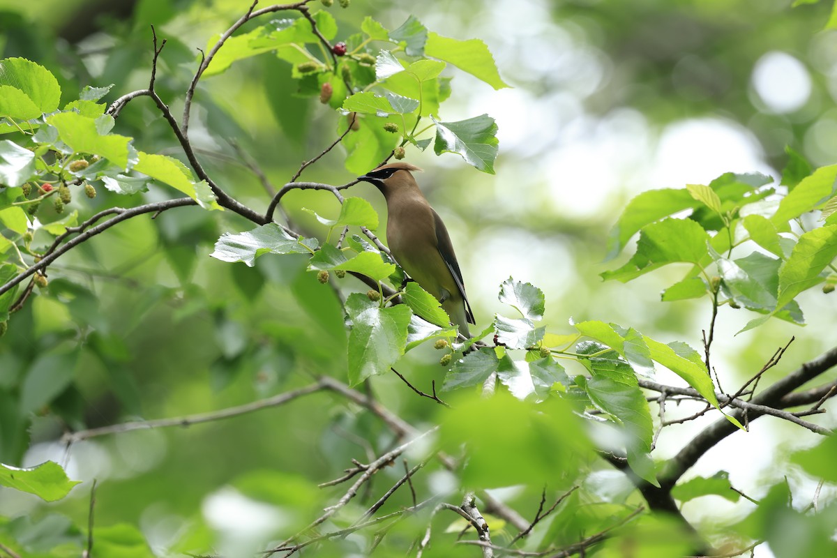 Cedar Waxwing - ML619047673