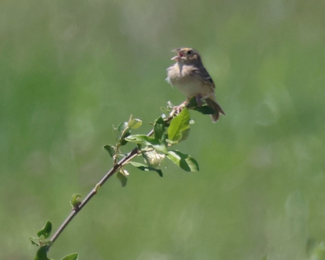 Grasshopper Sparrow - ML619047674