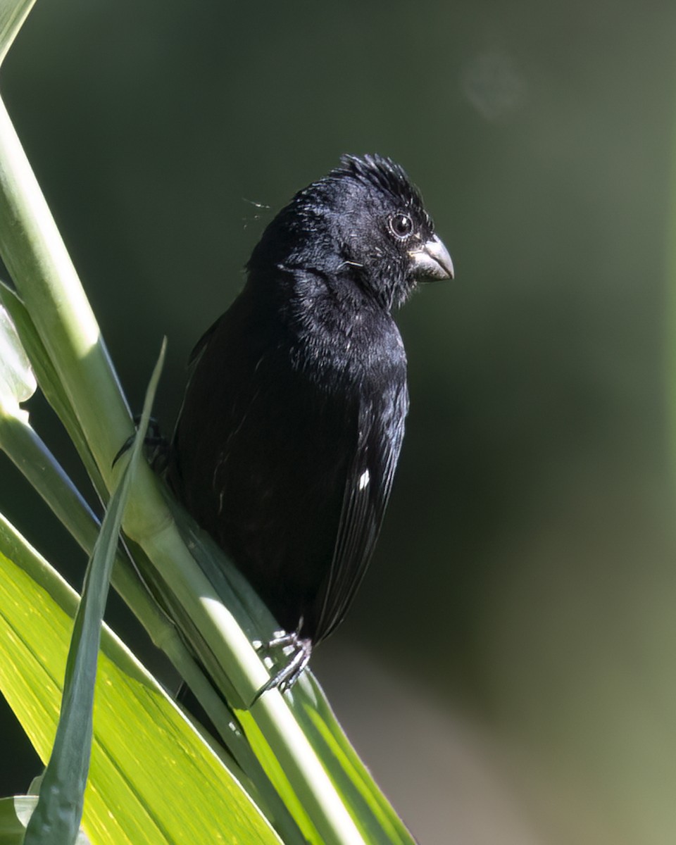 Variable Seedeater - Kathy Hicks