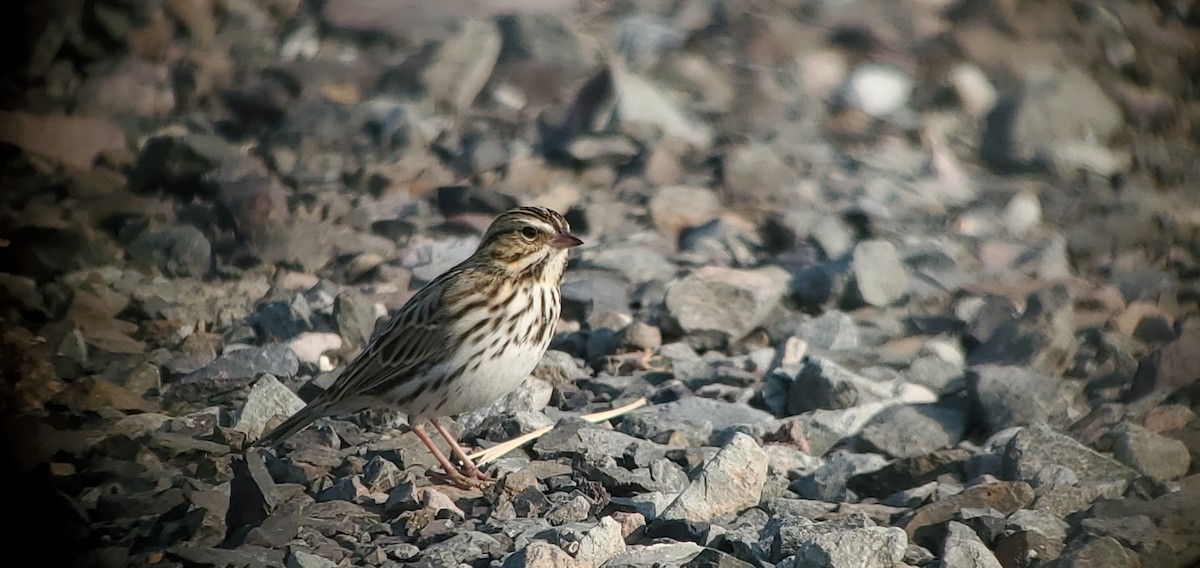 Savannah Sparrow - ML619047710