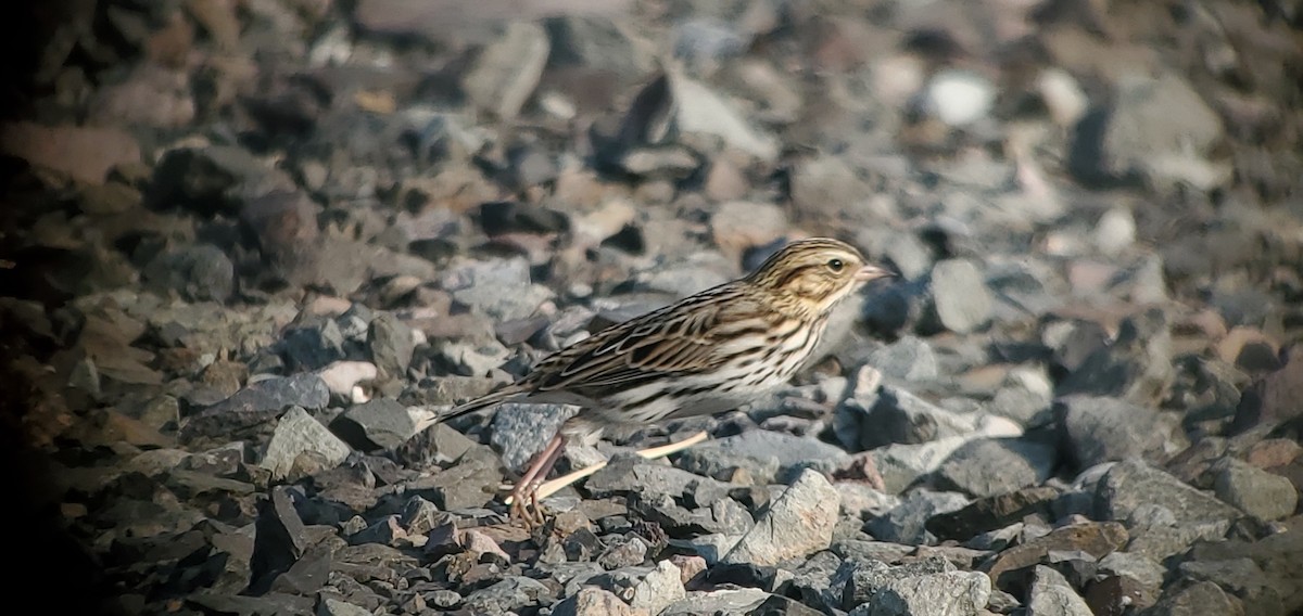 Savannah Sparrow - ML619047711