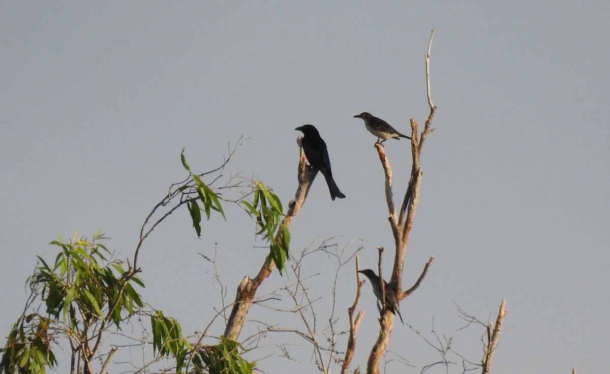 Spangled Drongo - Monica Mesch