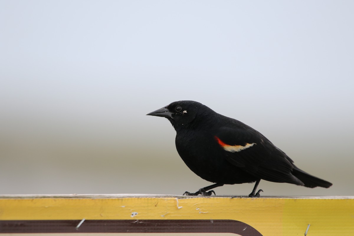 Red-winged Blackbird - Stephanie  Wallace