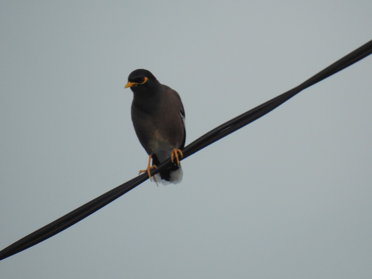 Common Myna - Monica Mesch