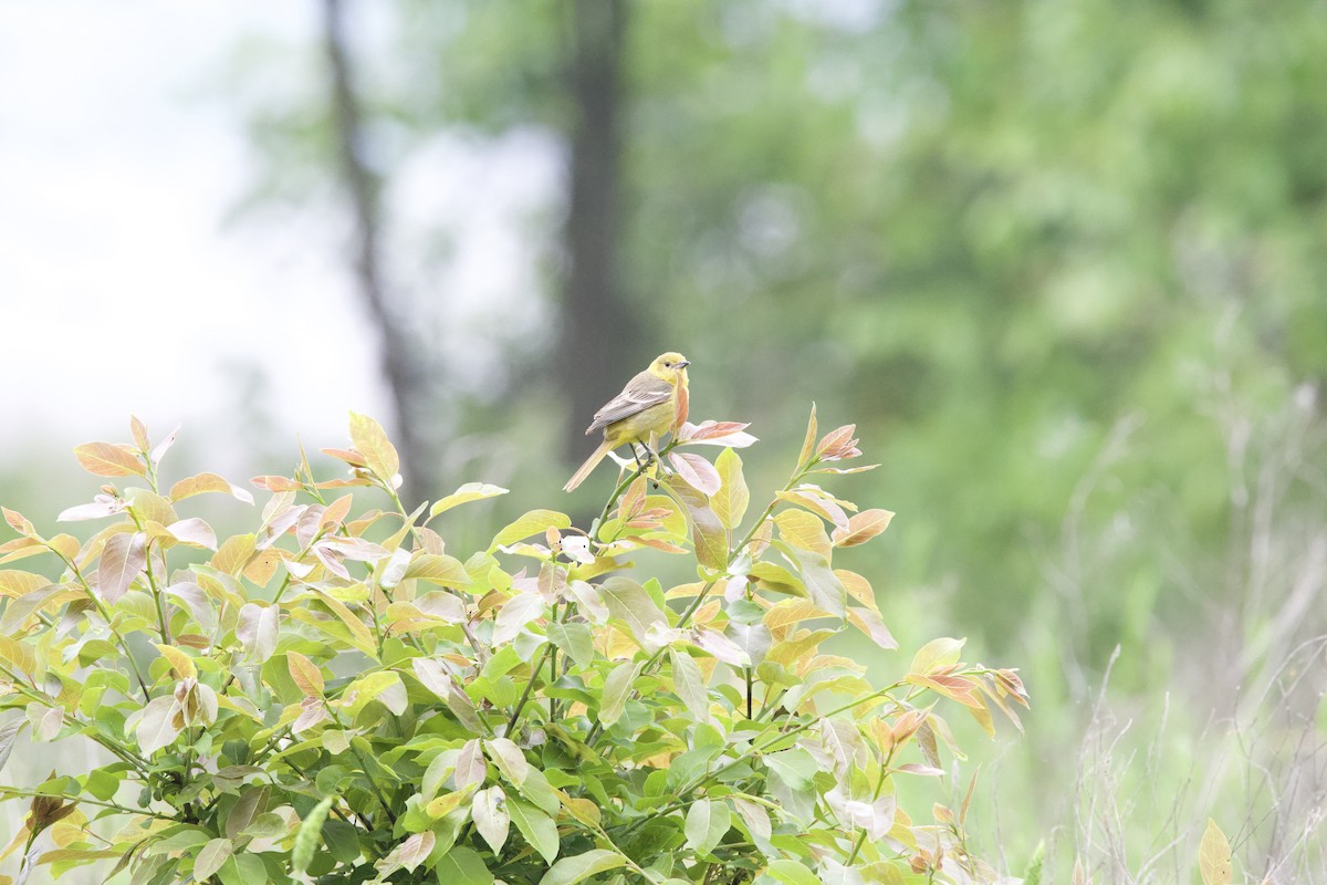 Orchard Oriole - ML619047762