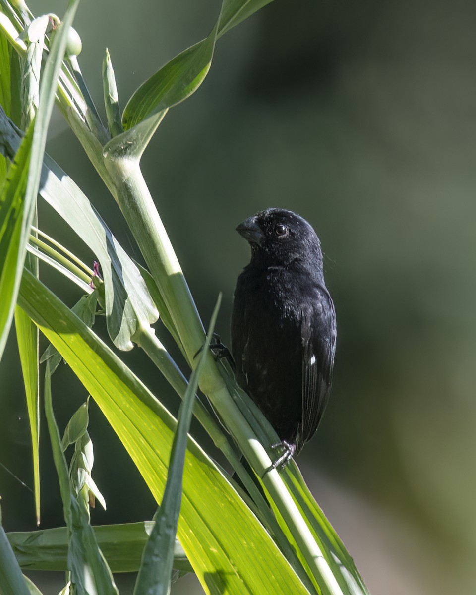 Variable Seedeater - Kathy Hicks