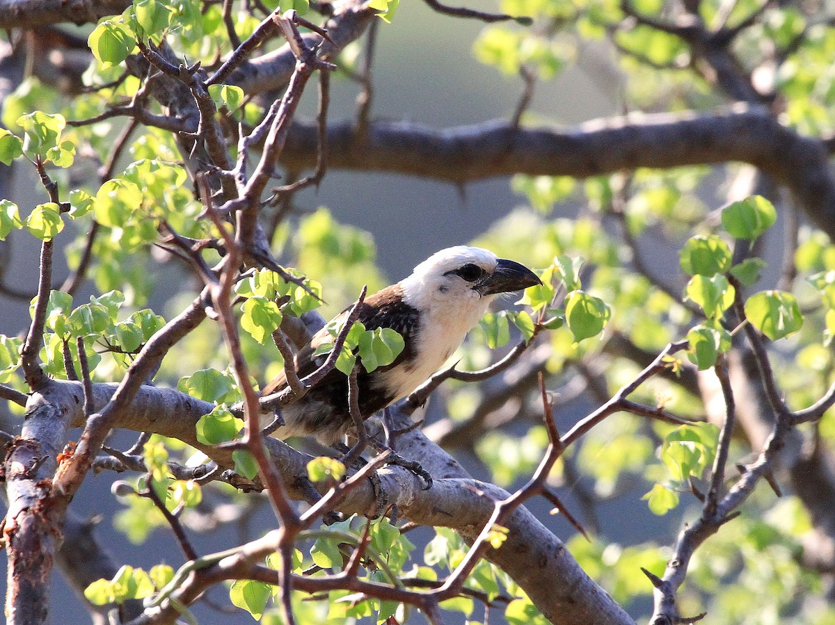 White-headed Barbet - ML619047770