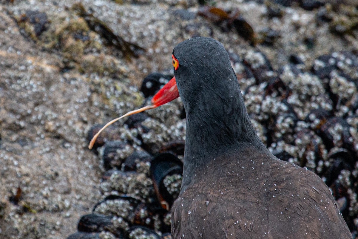 Black Oystercatcher - Katie Sanborn