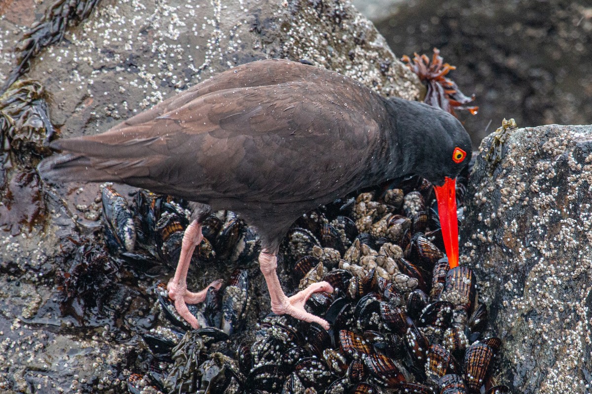 Black Oystercatcher - Katie Sanborn