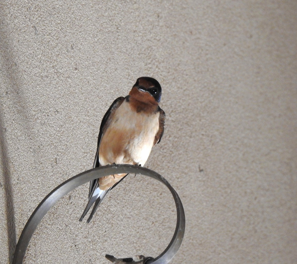 Barn Swallow - ML619047778