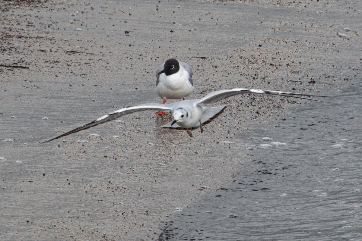 Bonaparte's Gull - Katie Sanborn