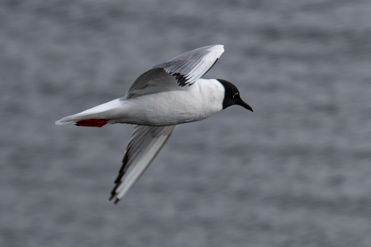 Bonaparte's Gull - Katie Sanborn