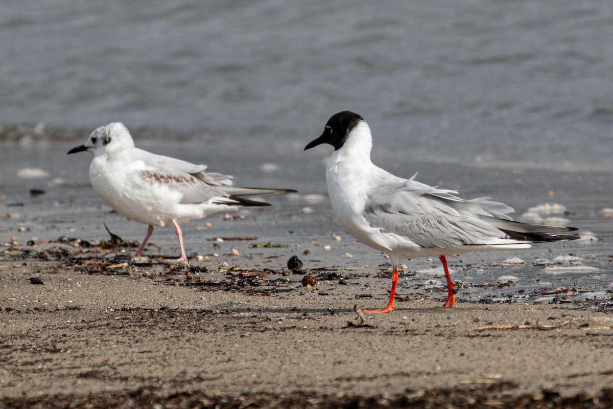 Bonaparte's Gull - Katie Sanborn