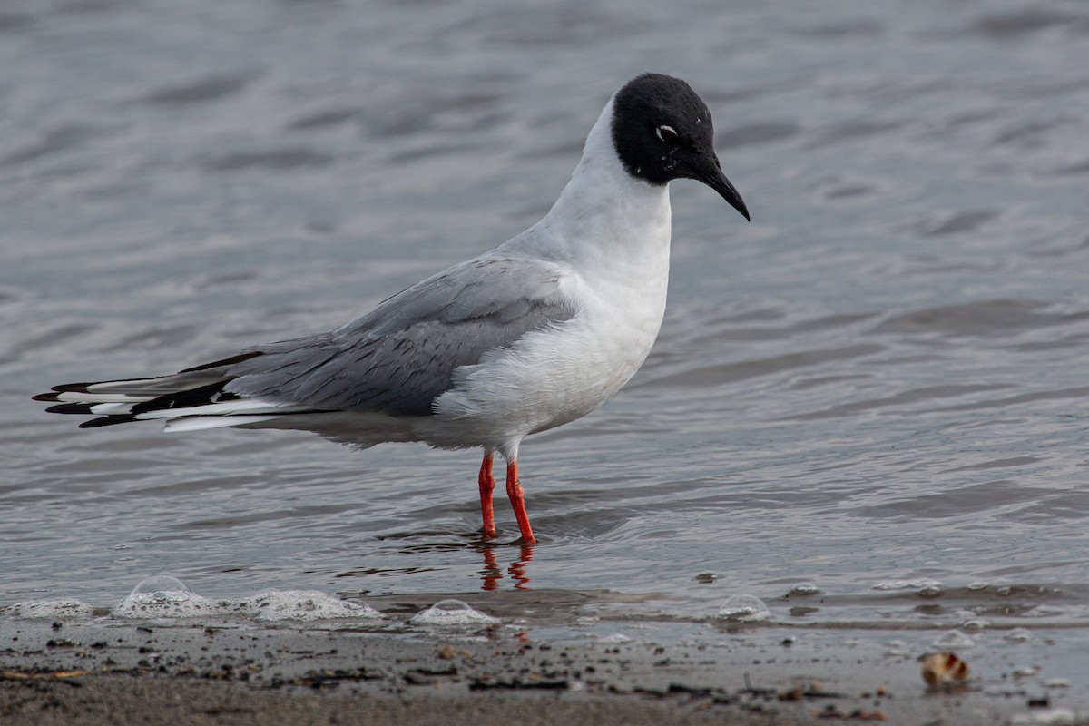 Bonaparte's Gull - Katie Sanborn