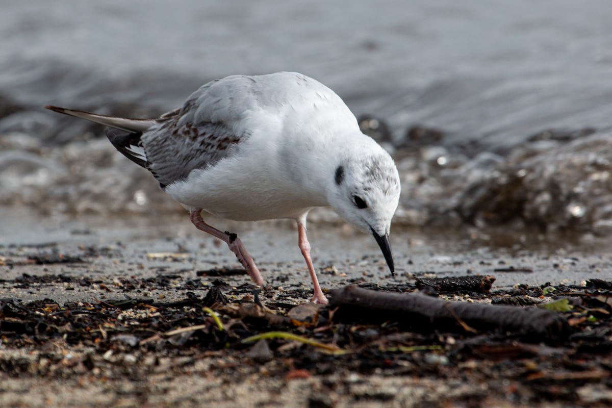 Bonaparte's Gull - Katie Sanborn