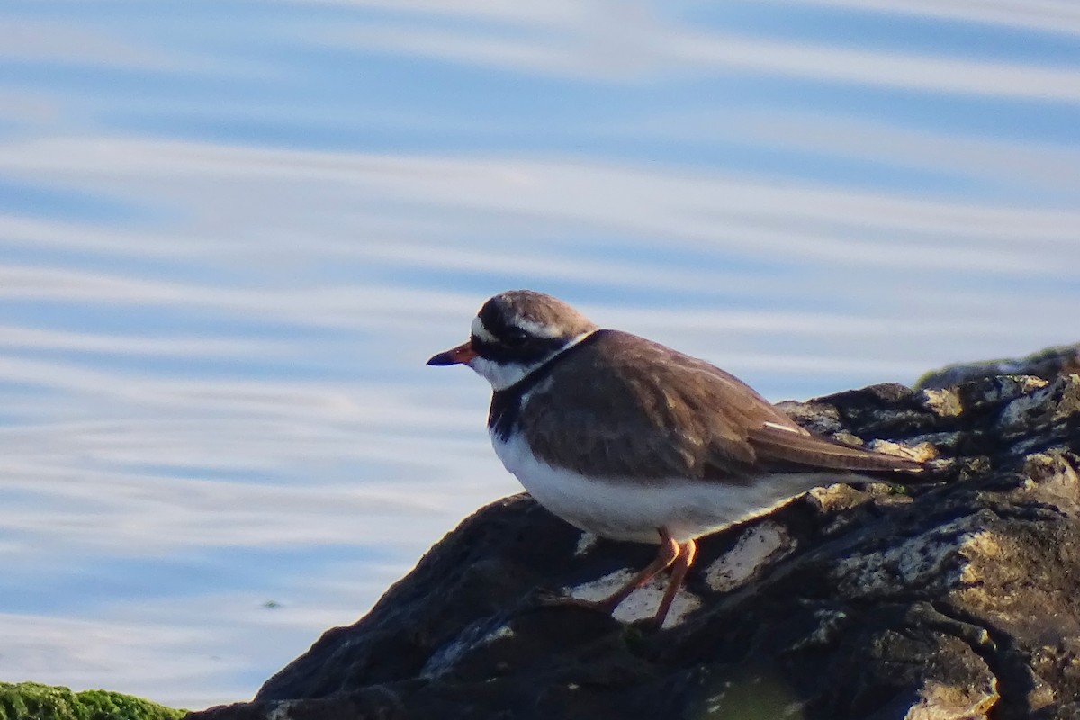 Common Ringed Plover - ML619047828