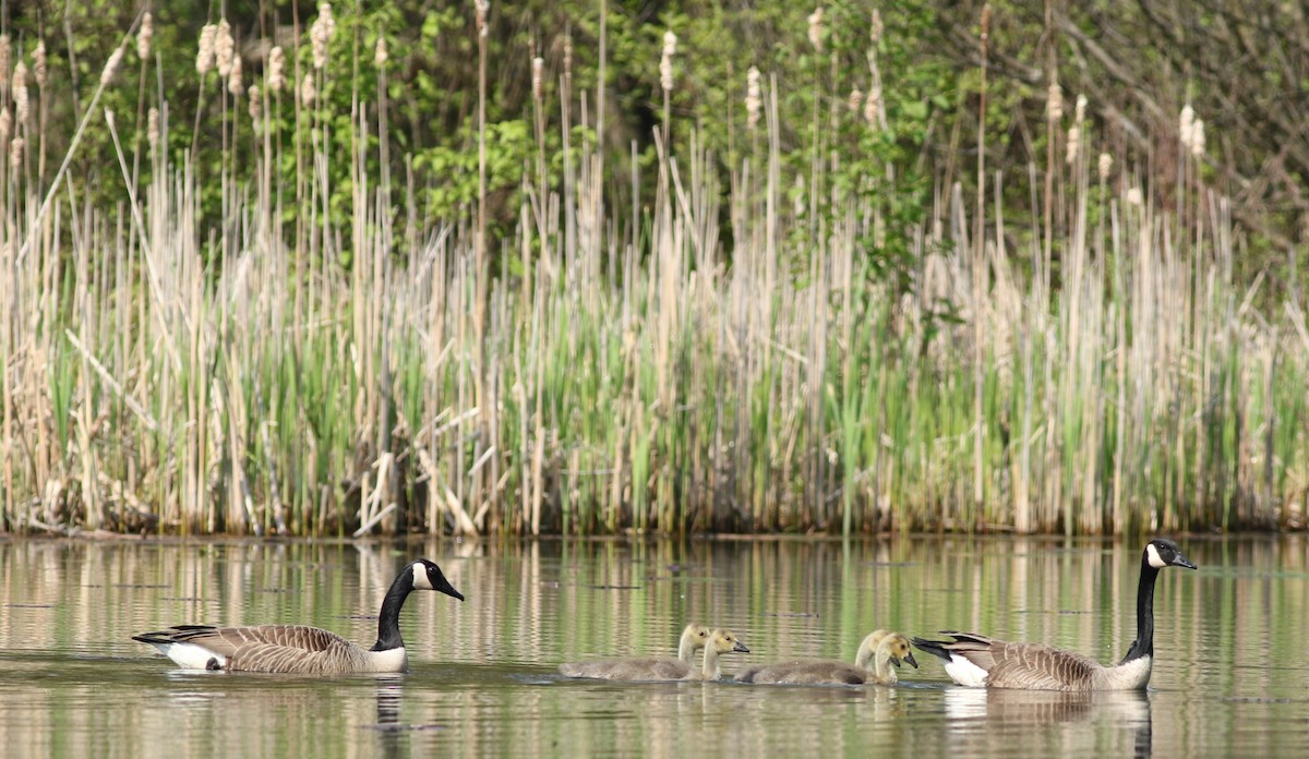 Canada Goose - Kennedy Sullivan