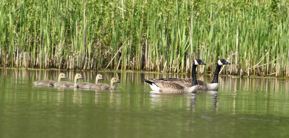 Canada Goose - Kennedy Sullivan