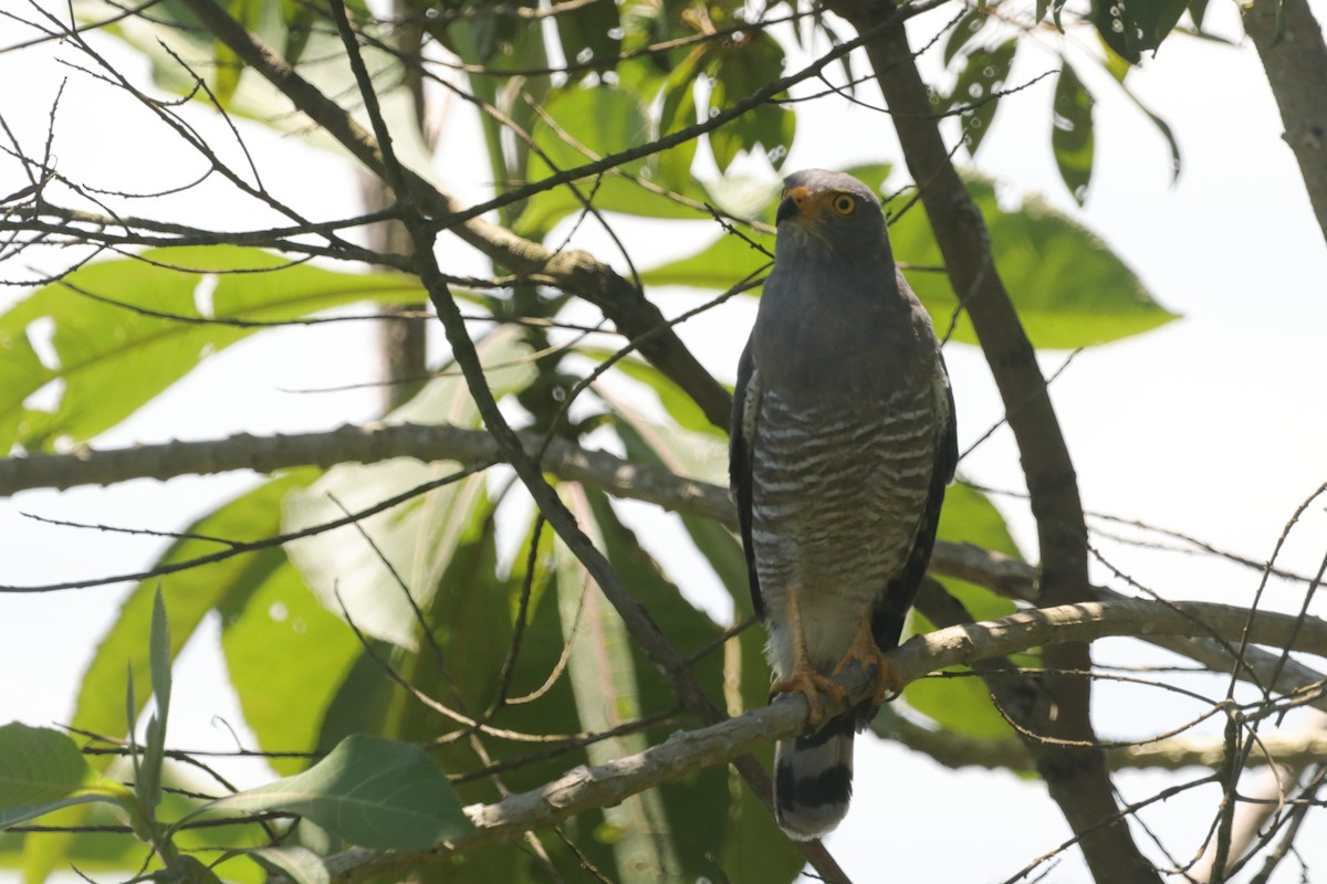 Roadside Hawk - ML619047837