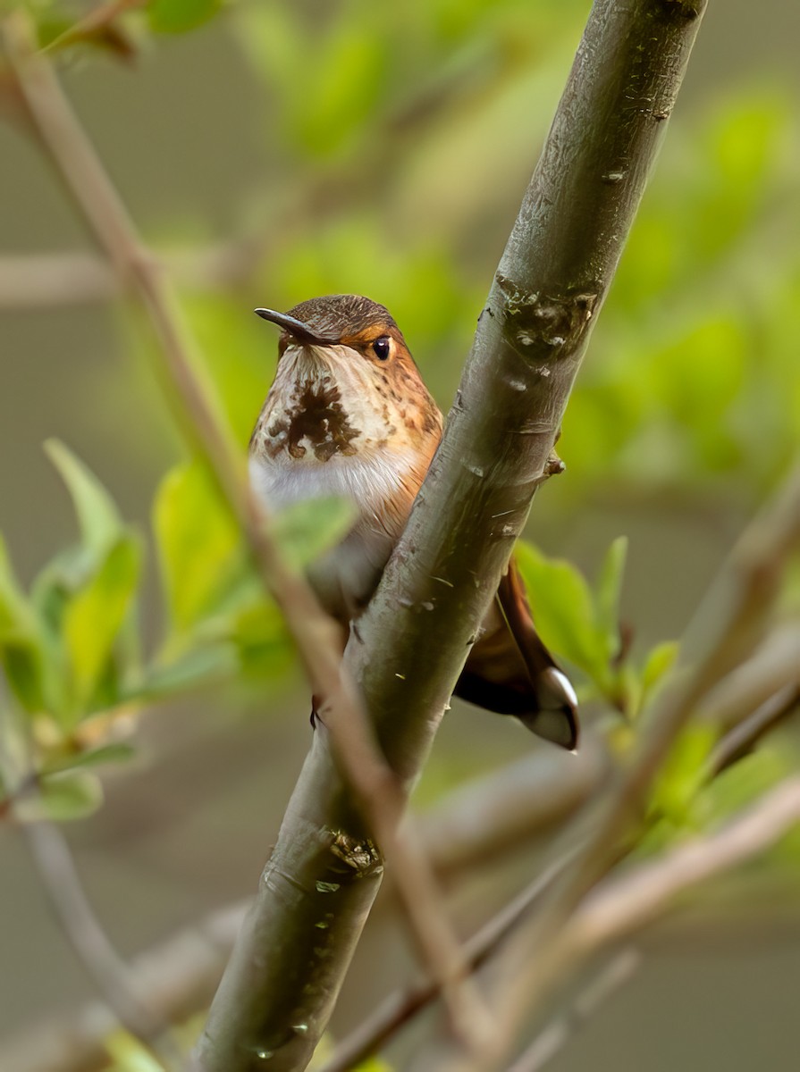 Anna's Hummingbird - Charles Dodd