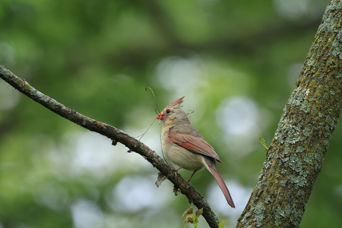 Northern Cardinal - ML619047852