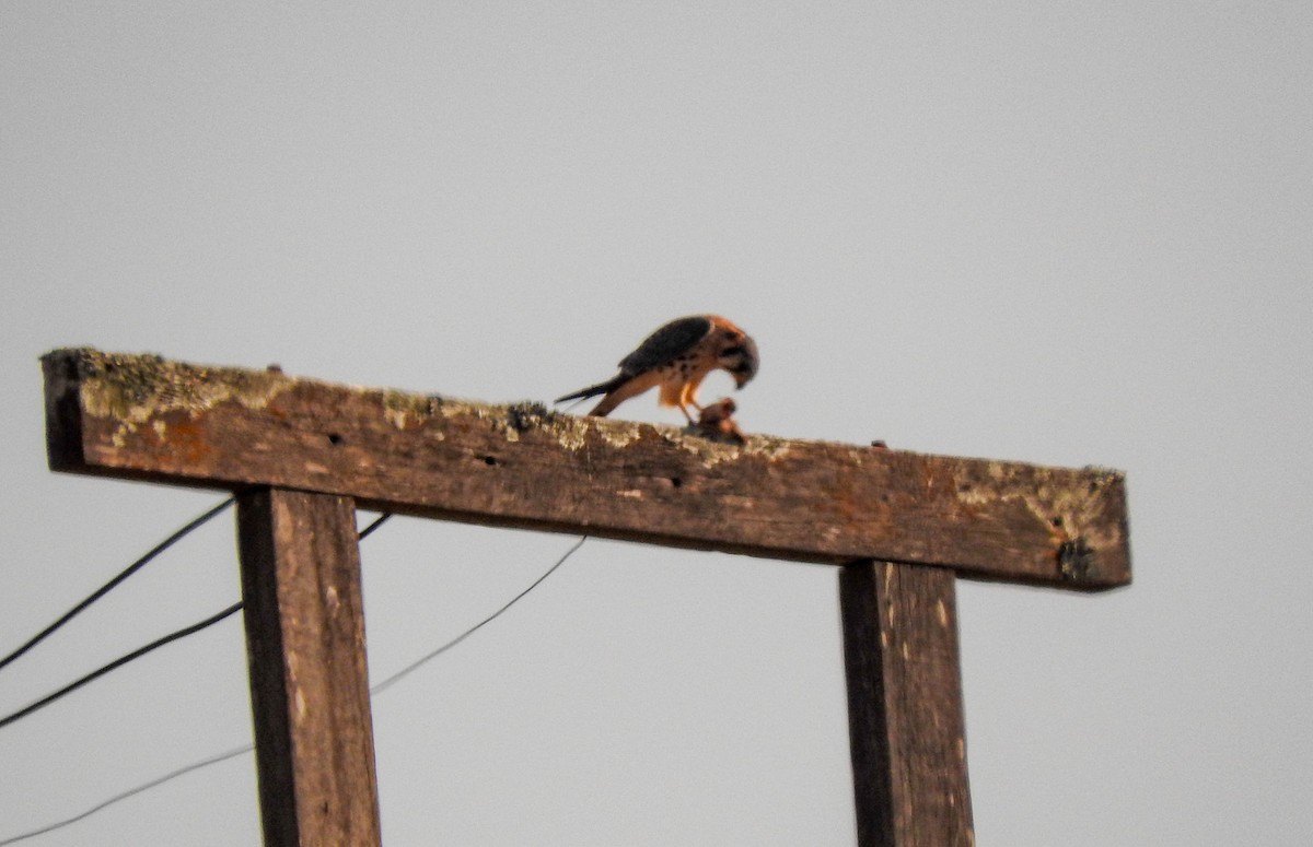 American Kestrel - ML619047856