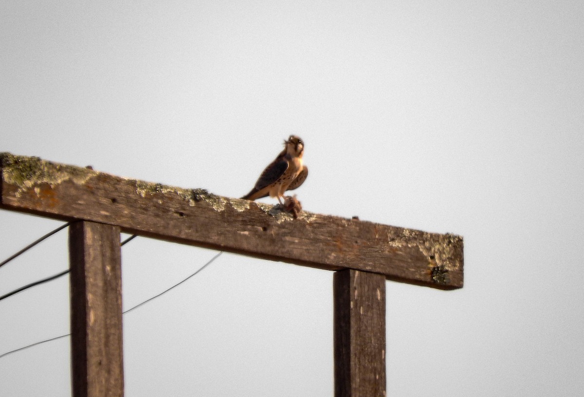 American Kestrel - Roberto Rebeque Junior