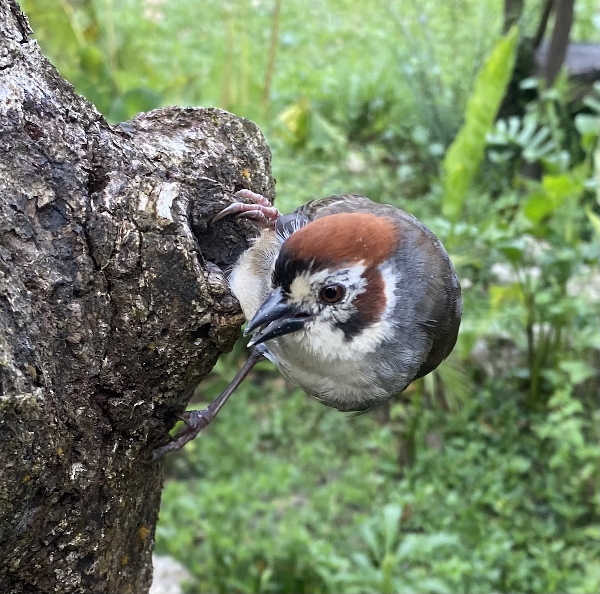 White-faced Ground-Sparrow - MIGUEL GARCIA CRUZ