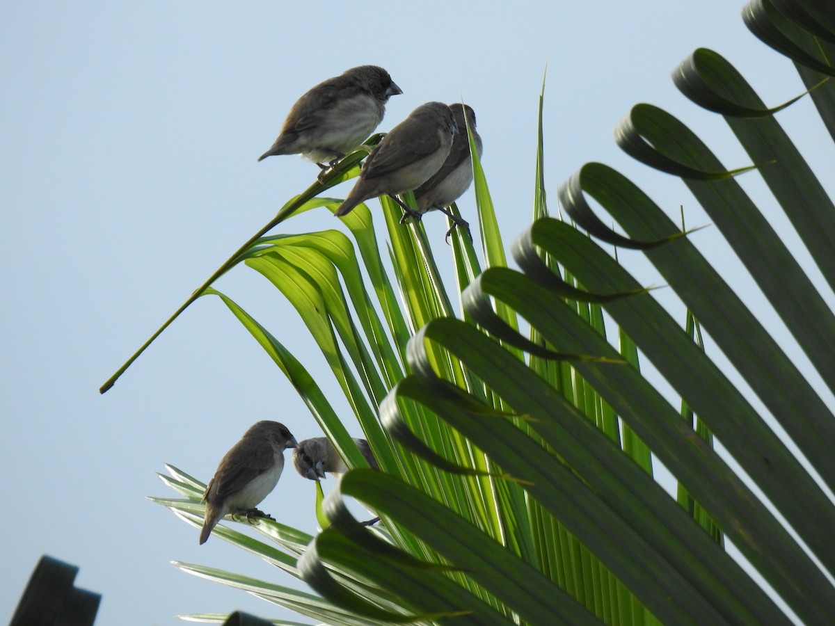 Chestnut-breasted Munia - Monica Mesch