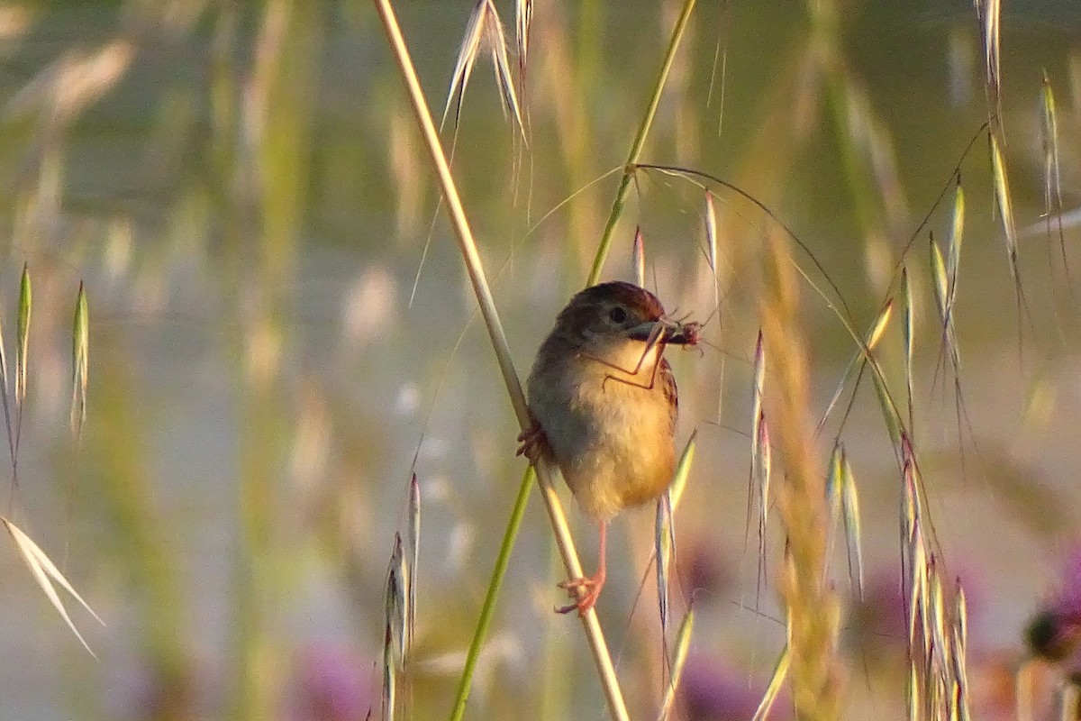 Zitting Cisticola - ML619047872