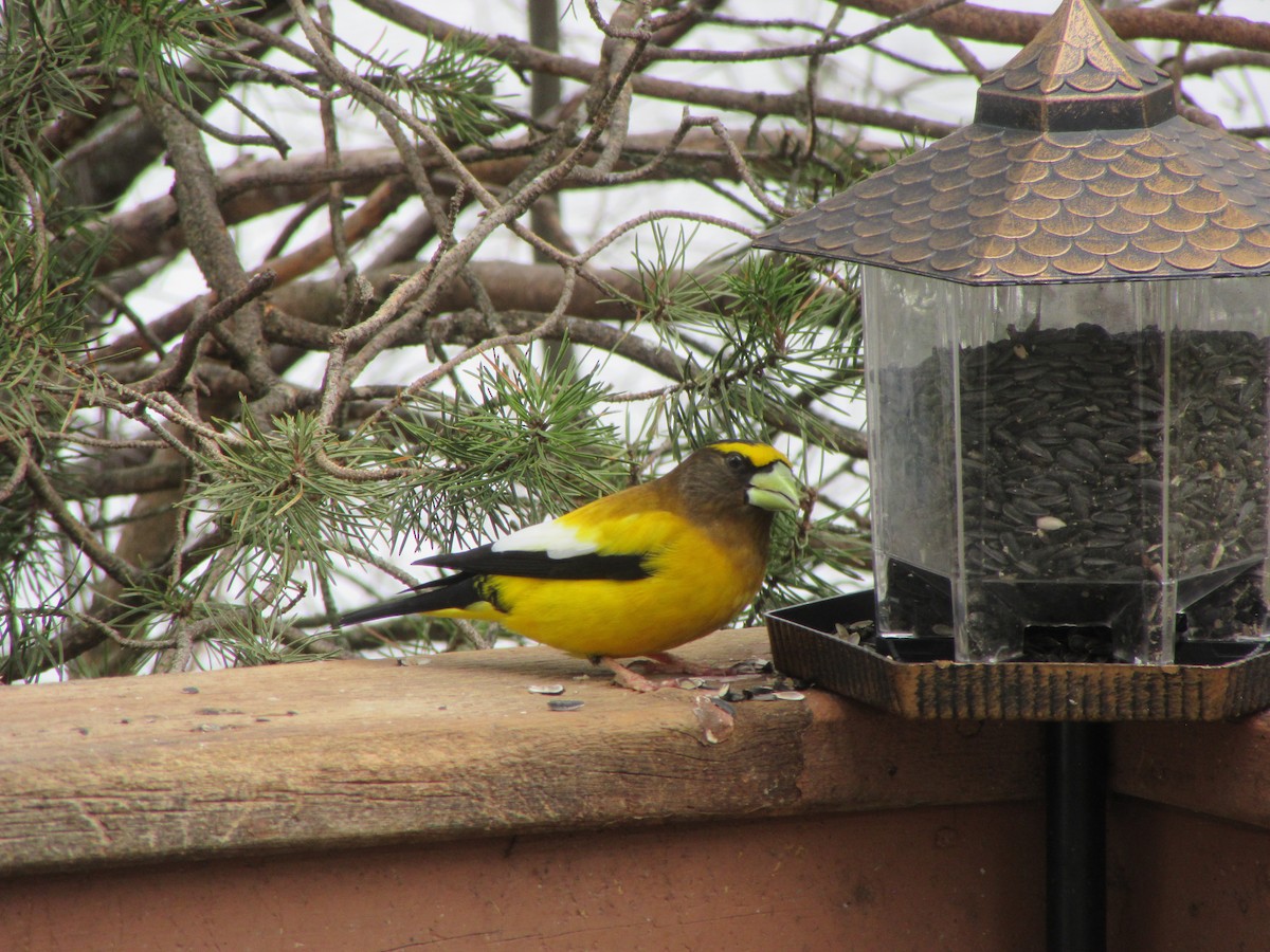 Evening Grosbeak - ML619047881