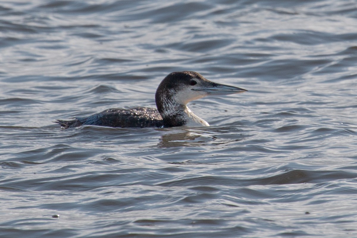 Common Loon - Katie Sanborn