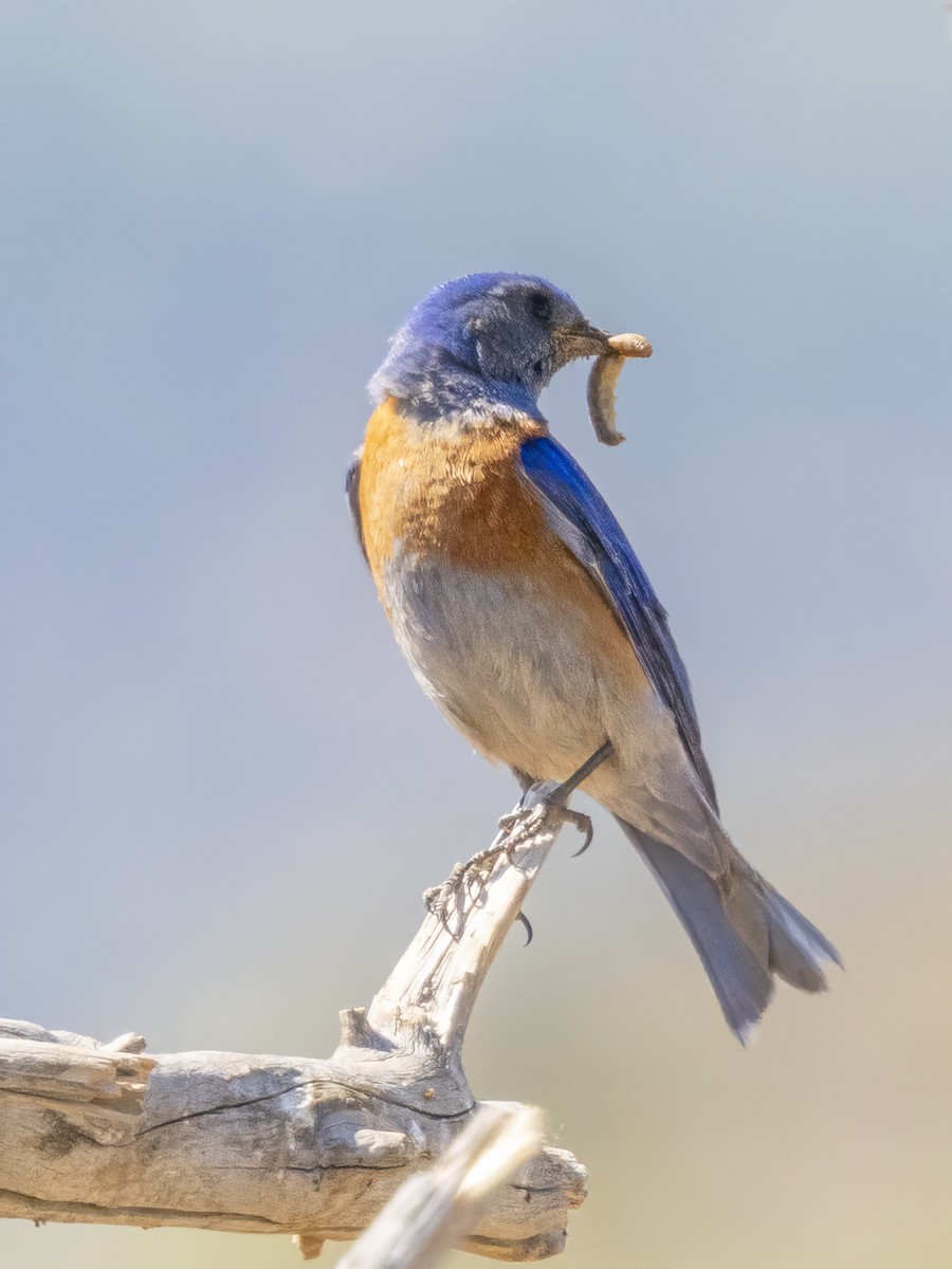 Western Bluebird - Diane Hoy