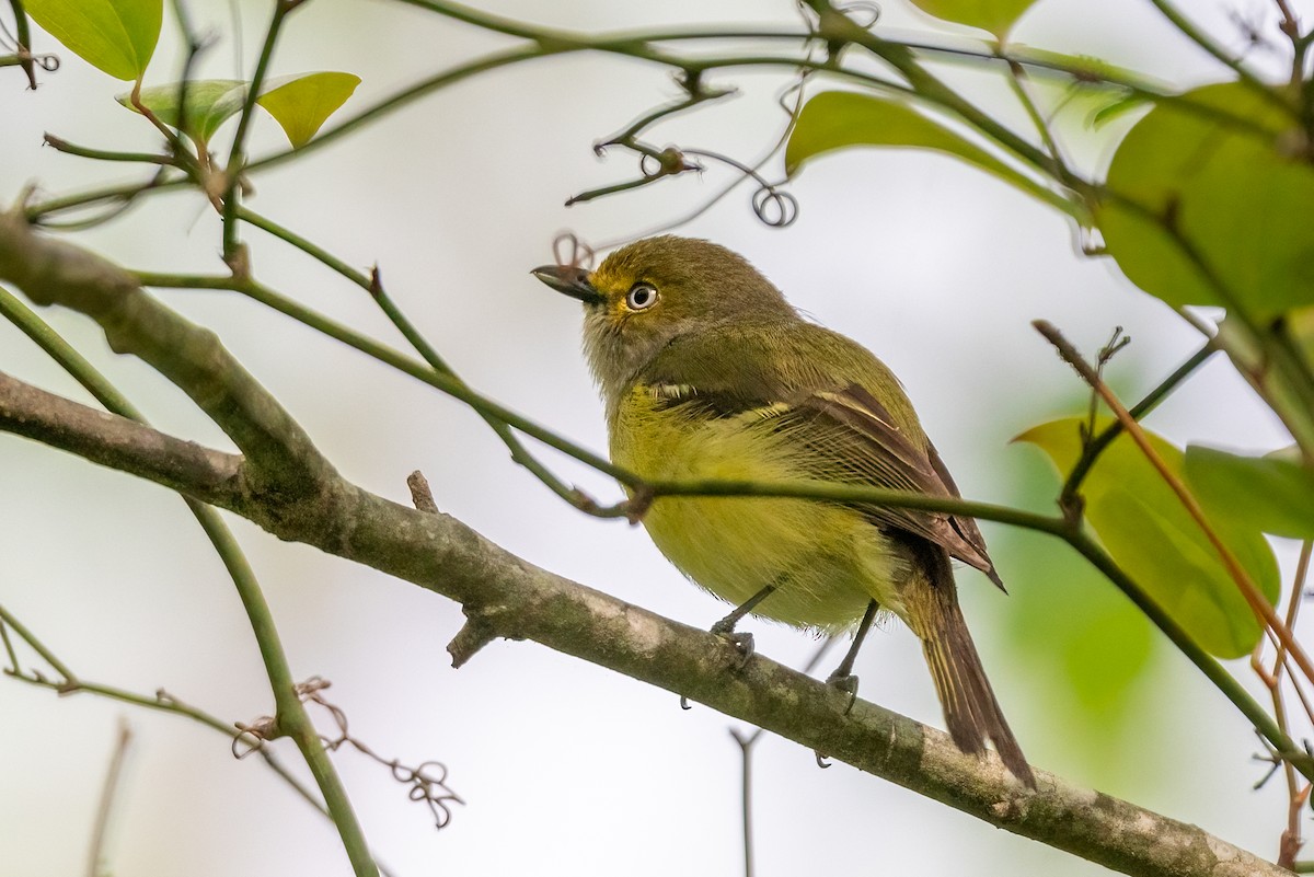 Ak Gözlü Vireo - ML619047902