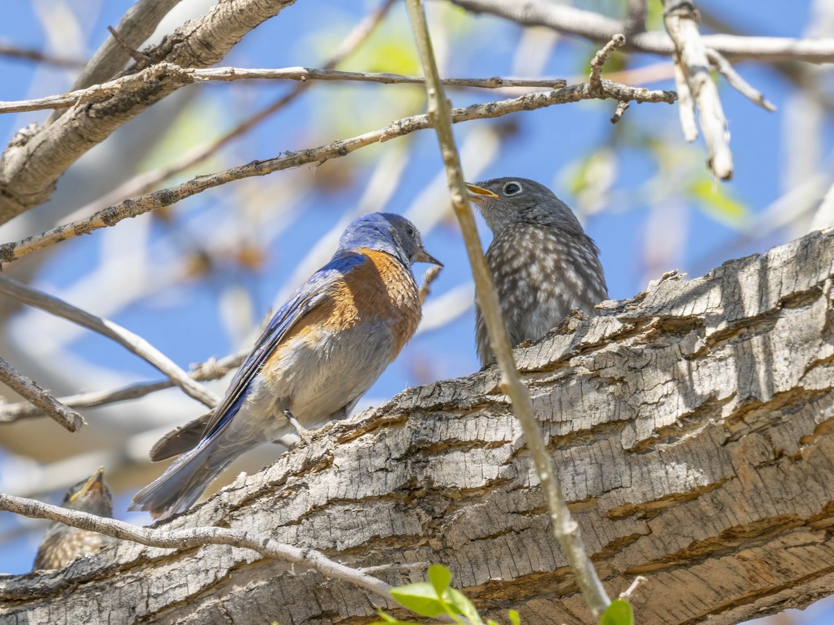 Western Bluebird - Diane Hoy