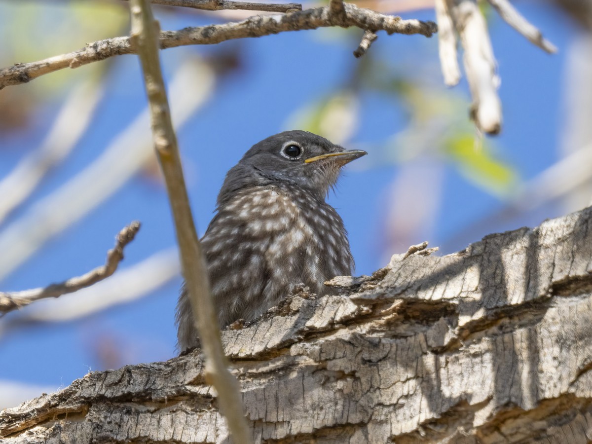 Western Bluebird - Diane Hoy