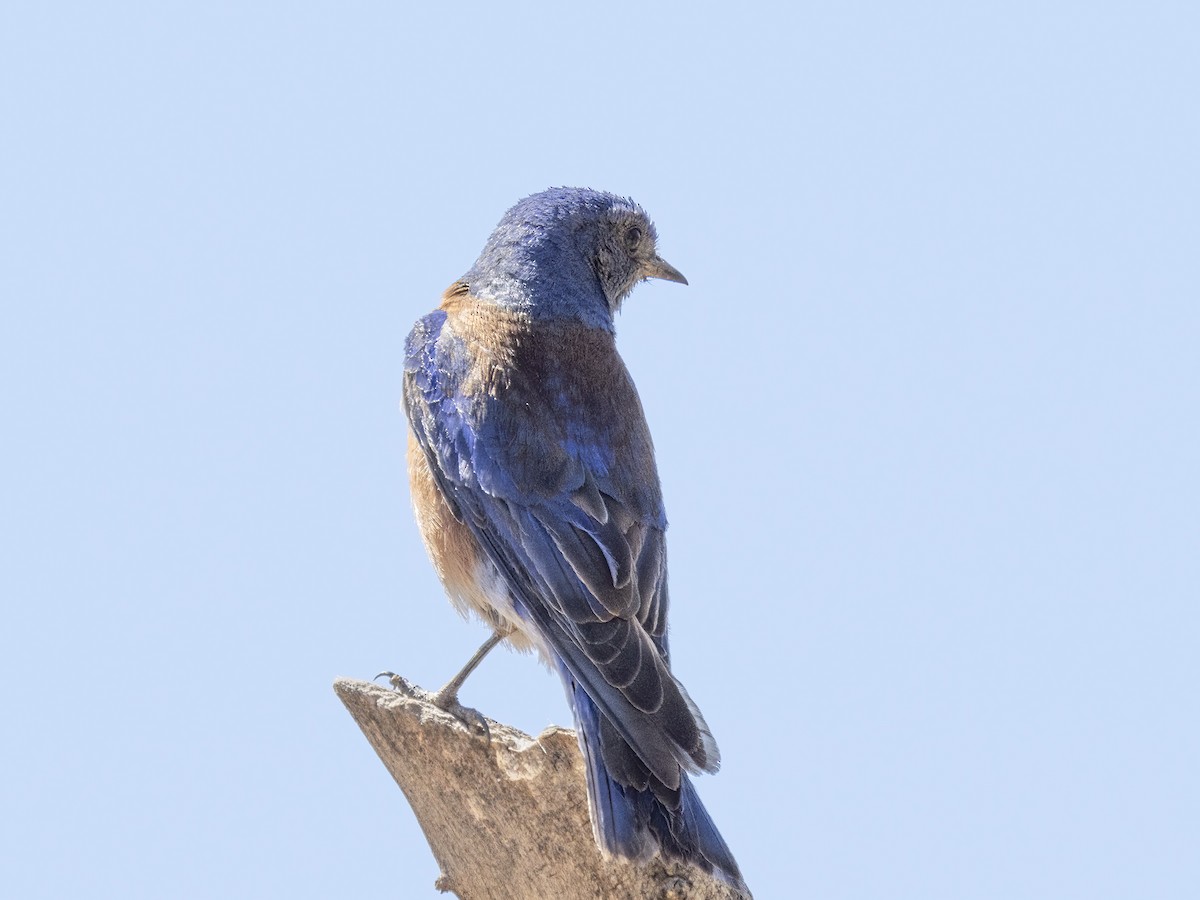 Western Bluebird - Diane Hoy