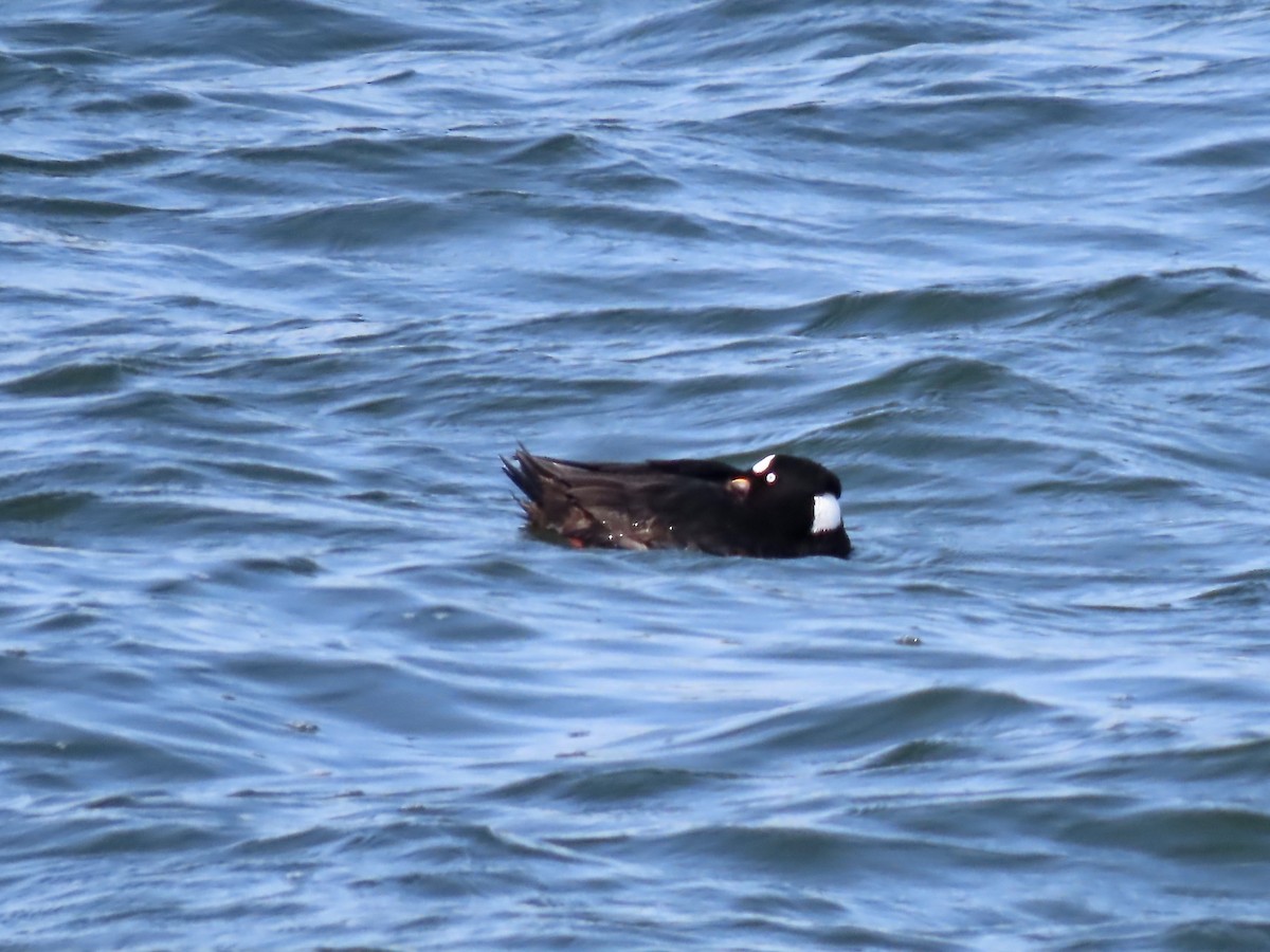 Surf Scoter - ML619047929