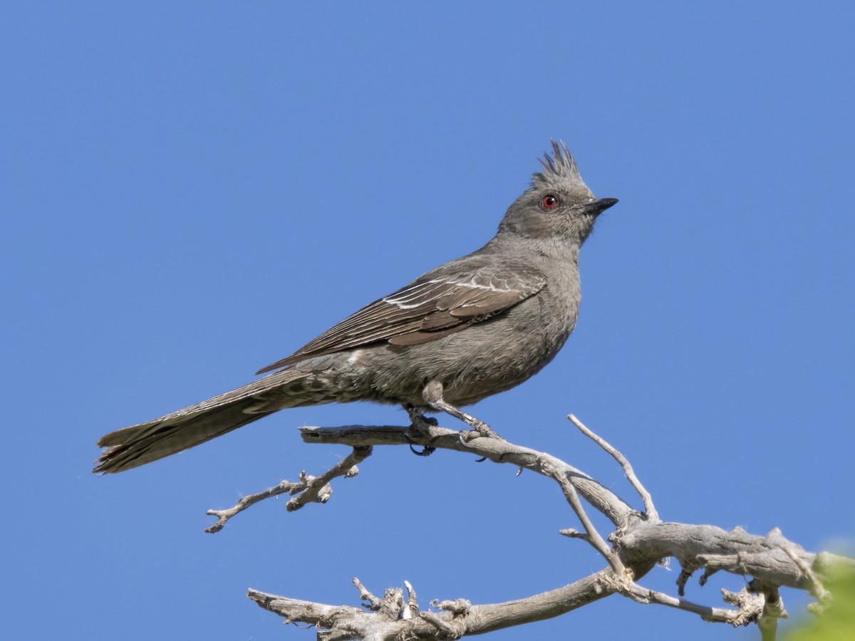 Phainopepla - Diane Hoy