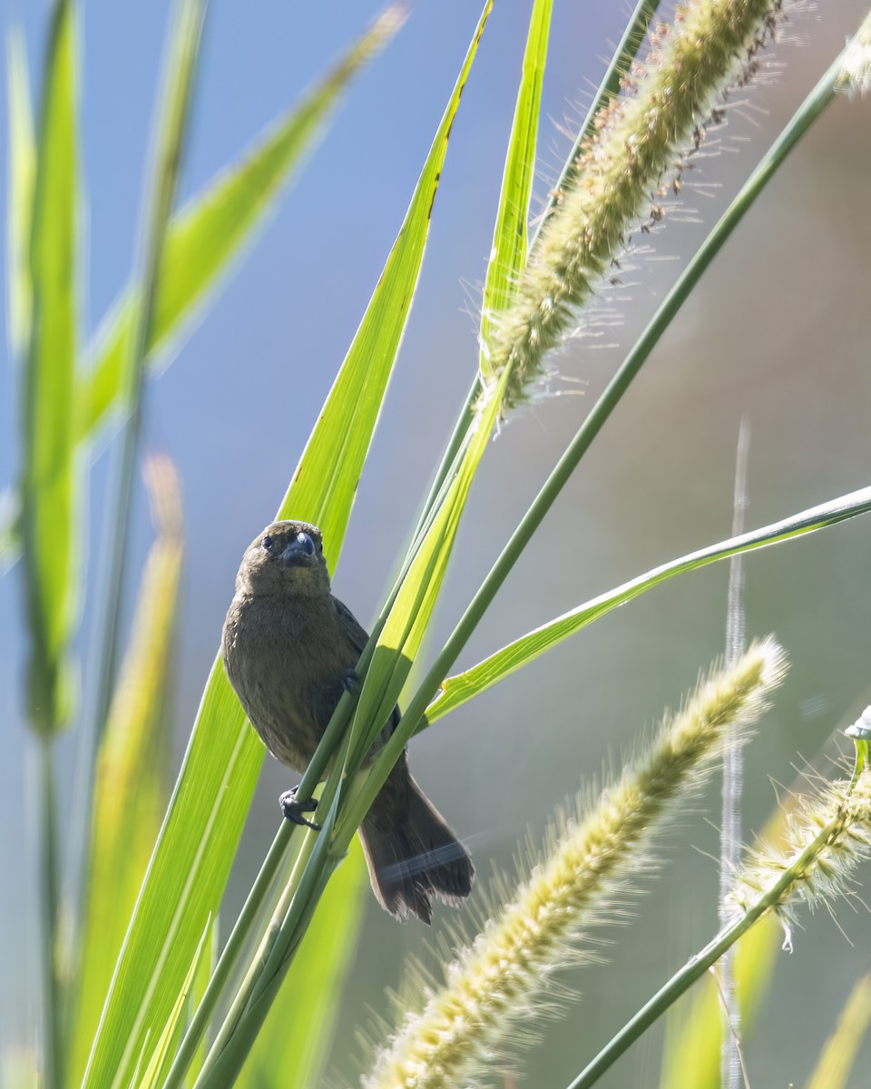 Variable Seedeater - Kathy Hicks